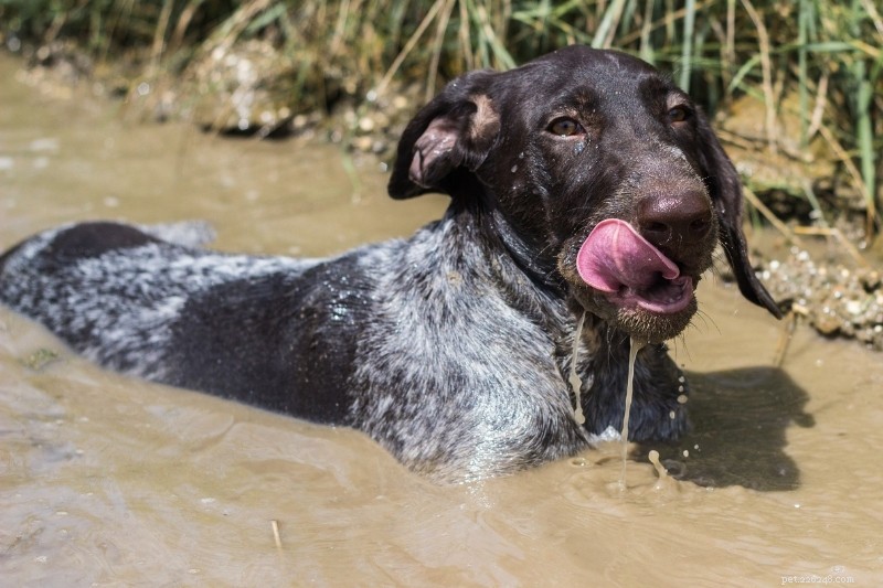 Top 15 Duck‑Hunting Dog Breeds for Energetic, Loyal Partners