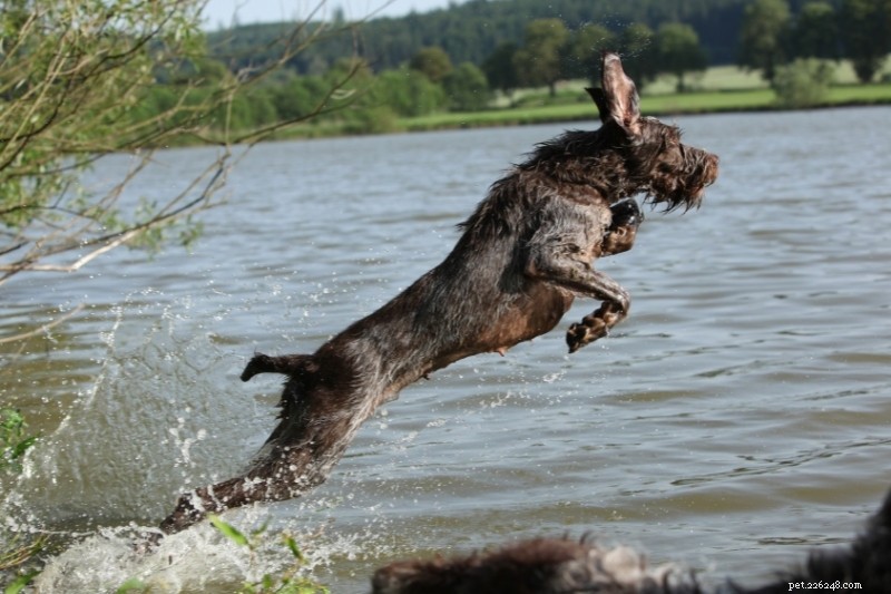 Top 15 Duck‑Hunting Dog Breeds for Energetic, Loyal Partners