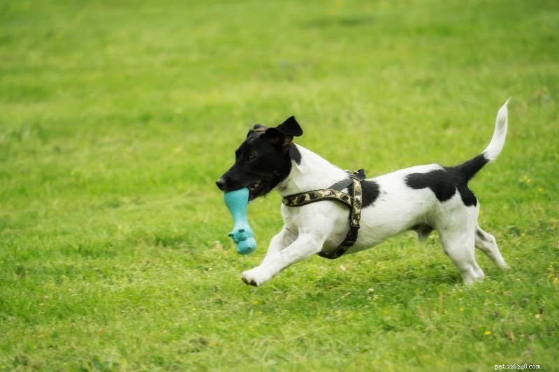 Discover the Full Range of Jack Russell Terrier Colors & Markings