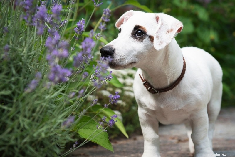 Discover the Full Range of Jack Russell Terrier Colors & Markings