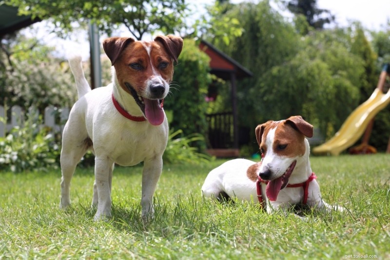 Discover the Full Range of Jack Russell Terrier Colors & Markings