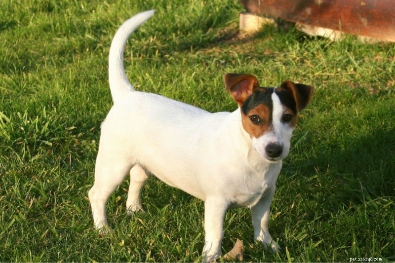 Discover the Full Range of Jack Russell Terrier Colors & Markings