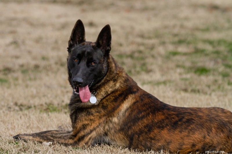 12 Breeds That Resemble German Shepherds – A Comprehensive Guide
