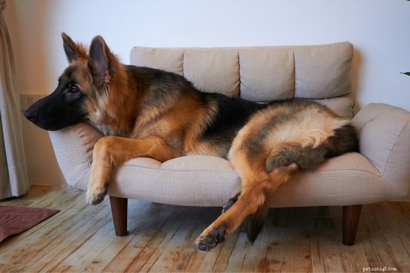 12 Breeds That Resemble German Shepherds – A Comprehensive Guide