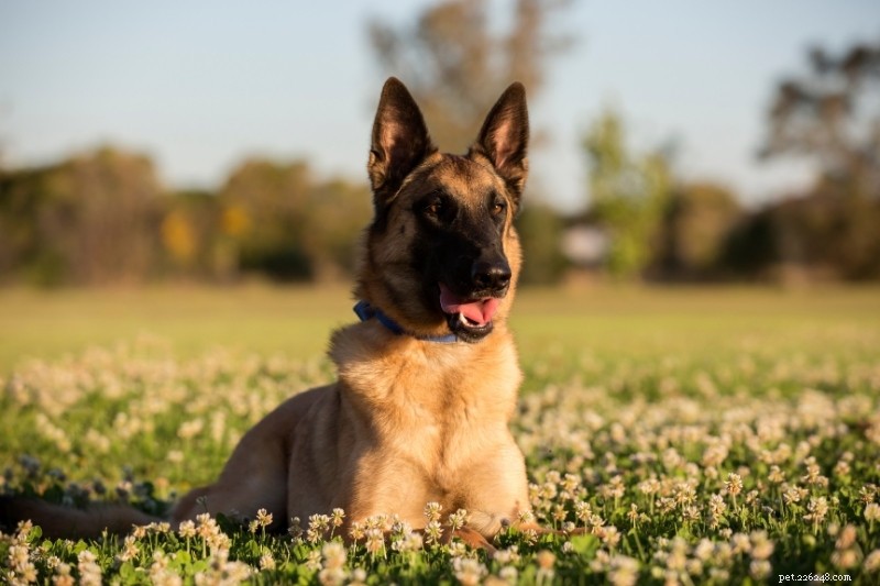 12 Breeds That Resemble German Shepherds – A Comprehensive Guide