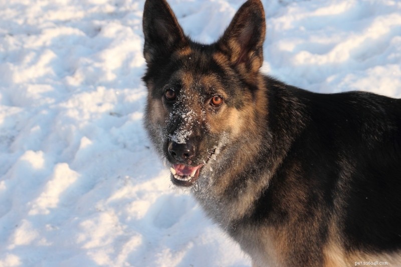 12 Breeds That Resemble German Shepherds – A Comprehensive Guide