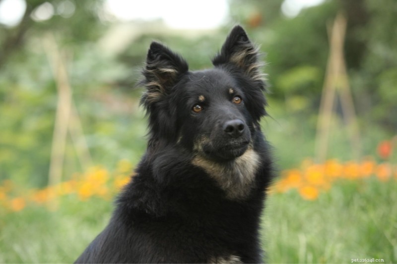 12 Breeds That Resemble German Shepherds – A Comprehensive Guide