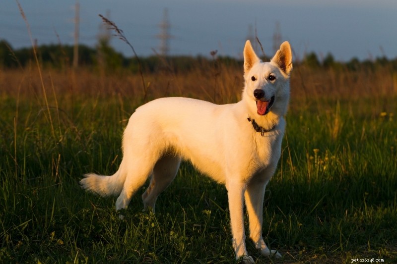 12 Breeds That Resemble German Shepherds – A Comprehensive Guide