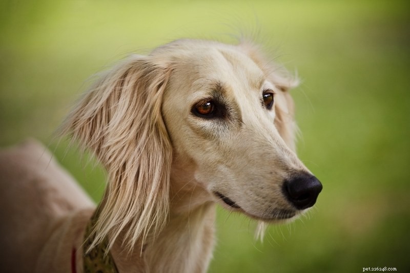 Explore 6 Legendary Egyptian Dog Breeds and Their Ancient Heritage