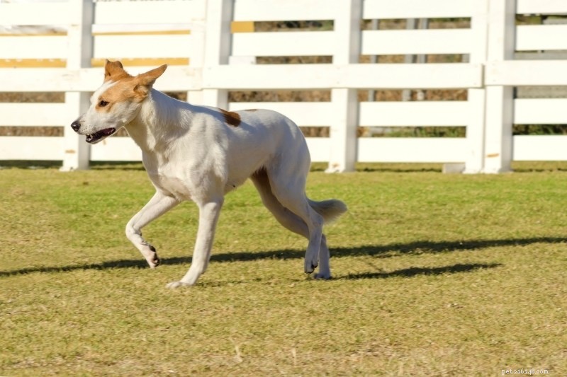 Explore 6 Legendary Egyptian Dog Breeds and Their Ancient Heritage