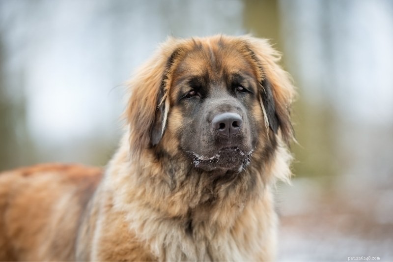 10 Lion‑Like Dog Breeds That Capture the Majestic Spirit