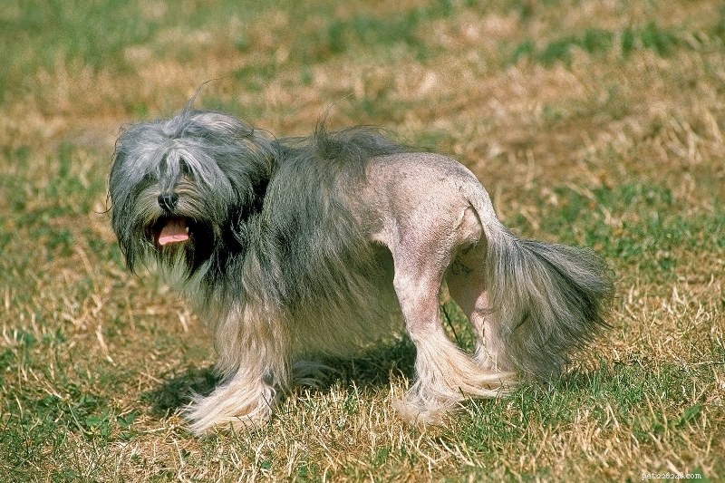 10 Lion‑Like Dog Breeds That Capture the Majestic Spirit