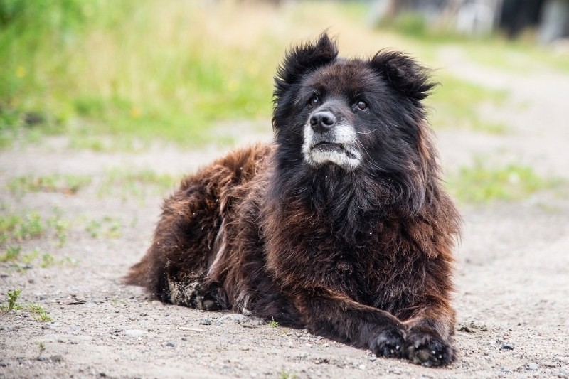10 Lion‑Like Dog Breeds That Capture the Majestic Spirit