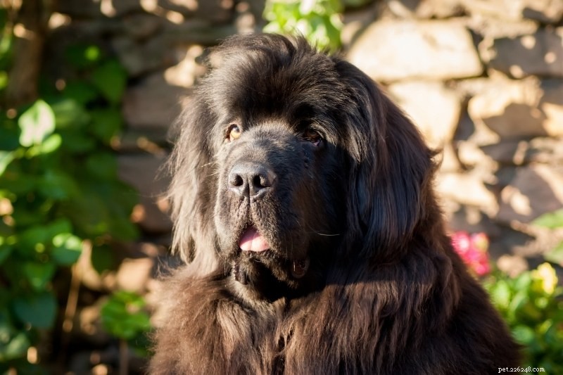 10 Lion‑Like Dog Breeds That Capture the Majestic Spirit