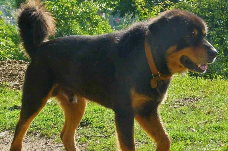 10 Lion‑Like Dog Breeds That Capture the Majestic Spirit
