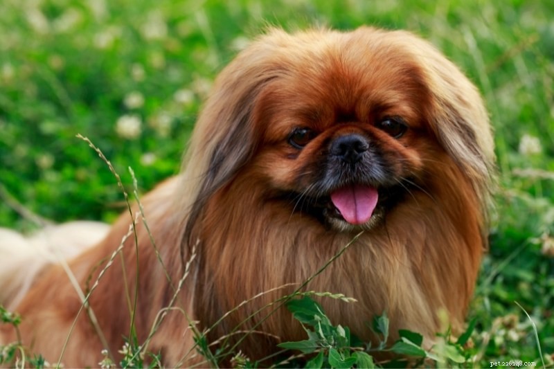 10 Lion‑Like Dog Breeds That Capture the Majestic Spirit