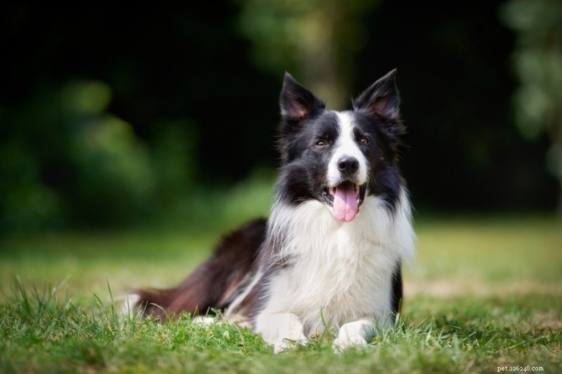 Explore 20 Stunning Border Collie Coat Colors – With Photos