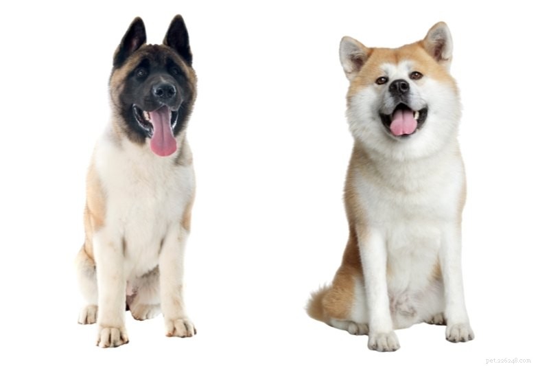 American Akita vs Japanese Akita: Key Differences in Look, Temperament, and Care