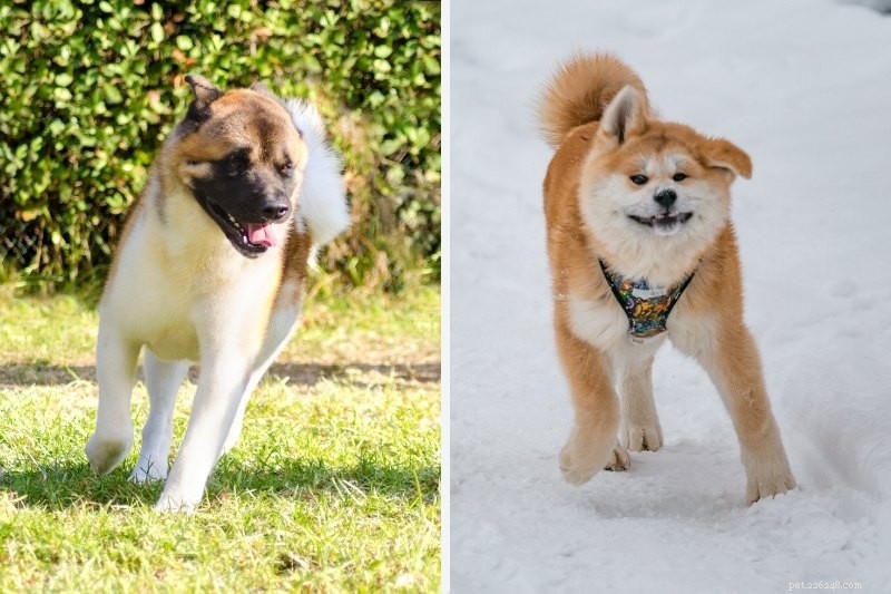 American Akita vs Japanese Akita: Key Differences in Look, Temperament, and Care