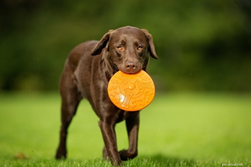 Top 15 Most Intelligent Dog Breeds – A Trusted Guide with Photos