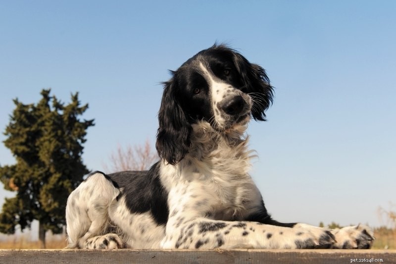 Top 15 Most Intelligent Dog Breeds – A Trusted Guide with Photos