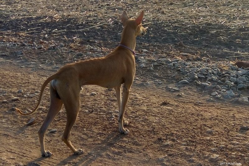 Top 15 Sleek & Sturdy Dog Breeds for Active Families