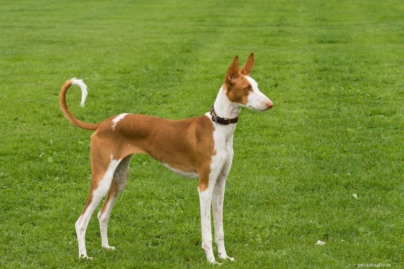 Top 15 Sleek & Sturdy Dog Breeds for Active Families
