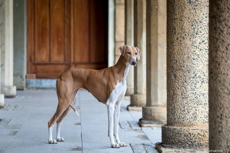 Top 15 Sleek & Sturdy Dog Breeds for Active Families