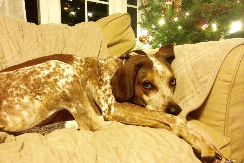 Top 15 Sleek & Sturdy Dog Breeds for Active Families