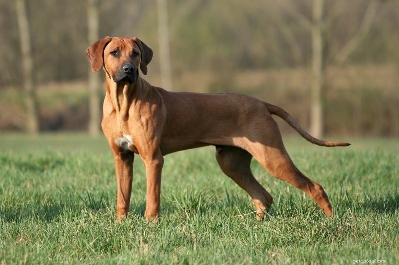 Top 15 Sleek & Sturdy Dog Breeds for Active Families