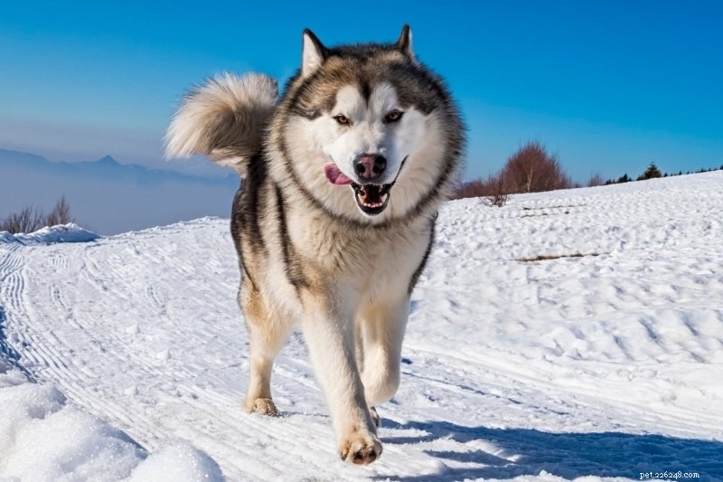 10 Wolf-Inspired Dog Breeds Resembling Huskies