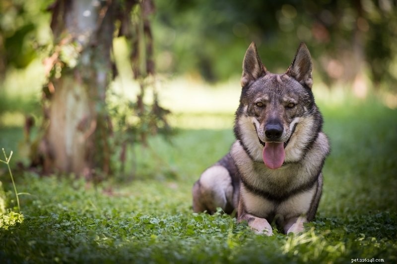 10 Wolf-Inspired Dog Breeds Resembling Huskies