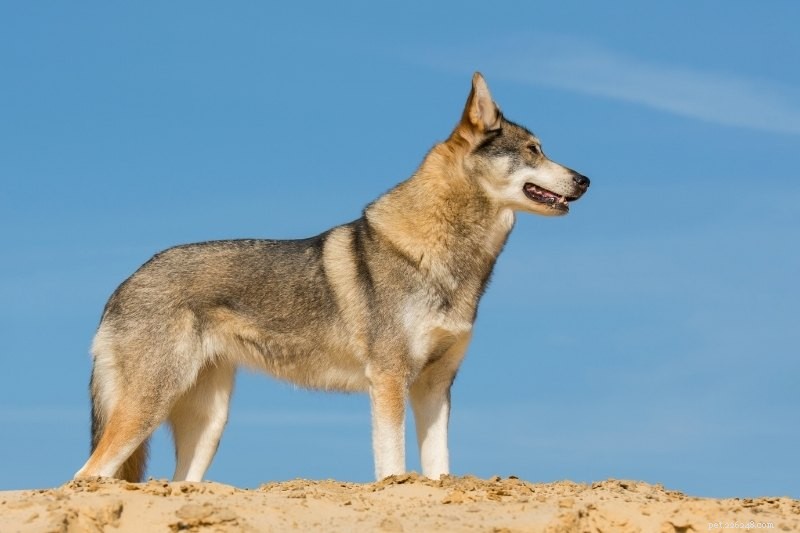 10 Wolf-Inspired Dog Breeds Resembling Huskies
