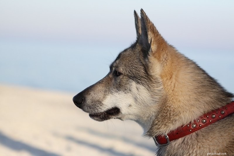 10 Wolf-Inspired Dog Breeds Resembling Huskies