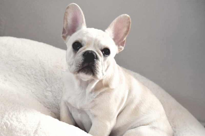 French Bulldog Colors Explained: All Shades with Photos