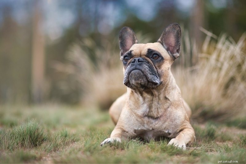 French Bulldog Colors Explained: All Shades with Photos