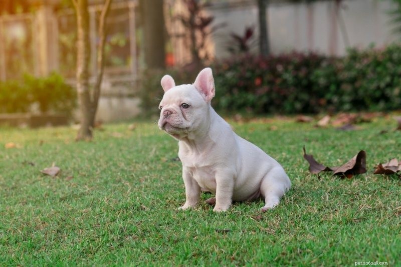 French Bulldog Colors Explained: All Shades with Photos