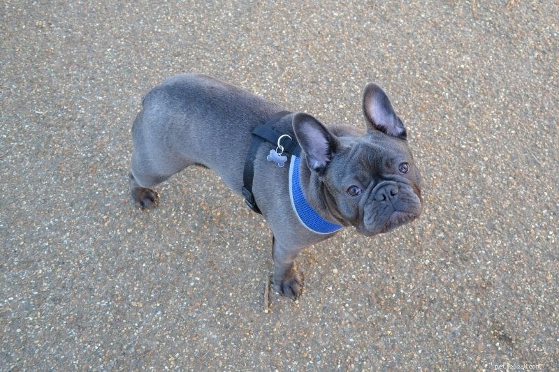 French Bulldog Colors Explained: All Shades with Photos