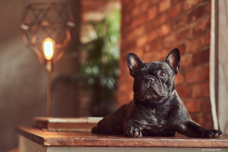 French Bulldog Colors Explained: All Shades with Photos