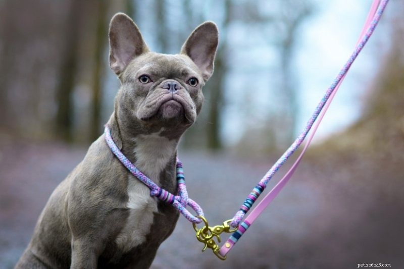 French Bulldog Colors Explained: All Shades with Photos