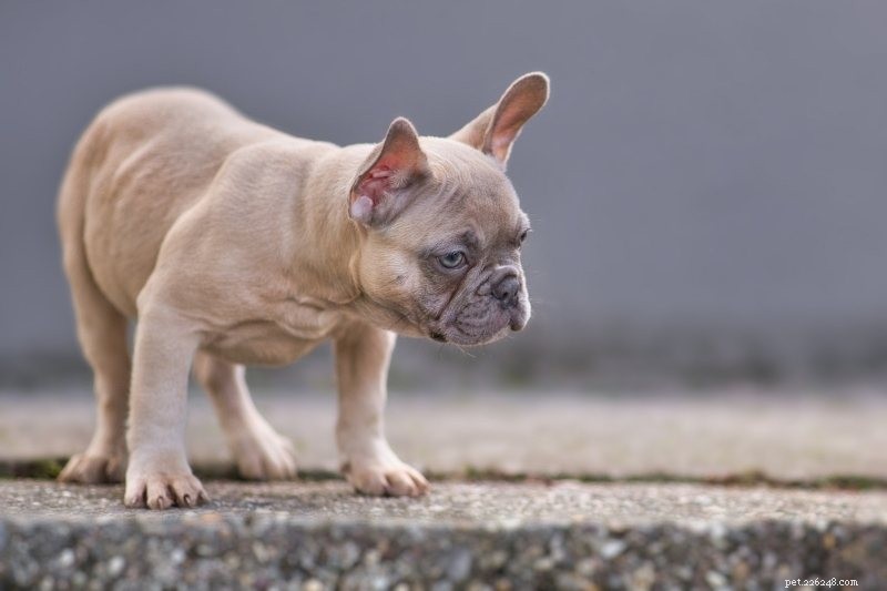 French Bulldog Colors Explained: All Shades with Photos