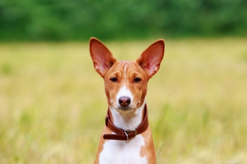 Top 16 Ancient Dog Breeds: A Journey Through Time