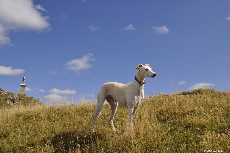 Top 16 Ancient Dog Breeds: A Journey Through Time
