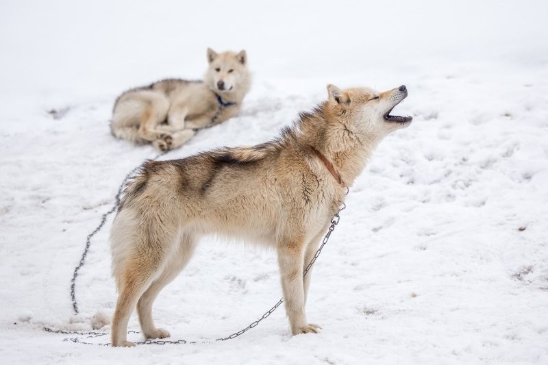 Top 16 Ancient Dog Breeds: A Journey Through Time