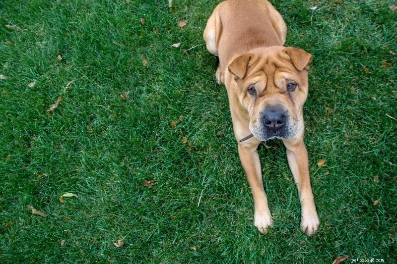 Top 16 Ancient Dog Breeds: A Journey Through Time
