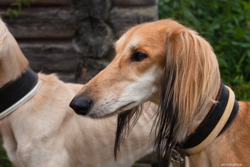 Top 16 Ancient Dog Breeds: A Journey Through Time