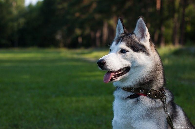 Top 16 Ancient Dog Breeds: A Journey Through Time