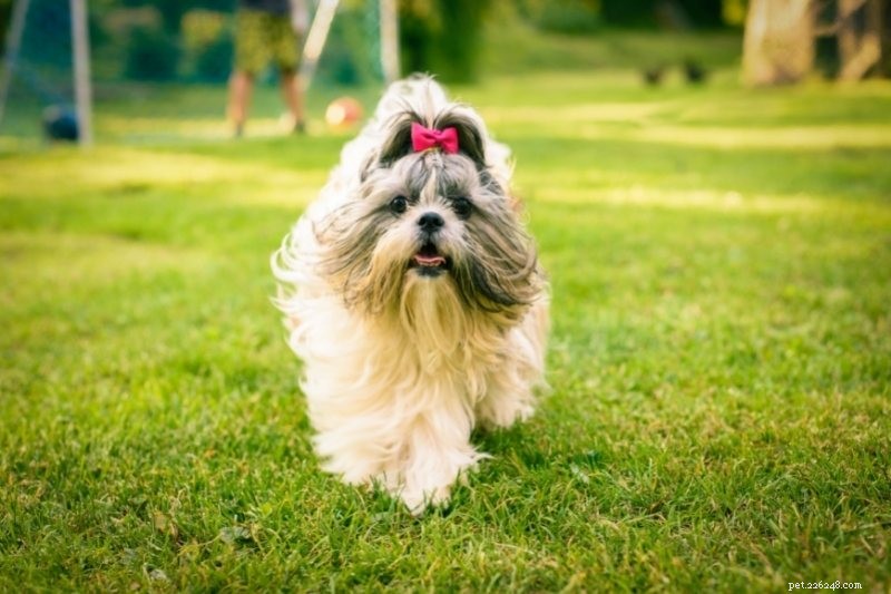 Top 16 Ancient Dog Breeds: A Journey Through Time