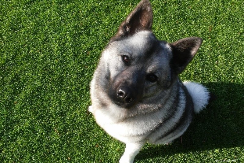Top 16 Ancient Dog Breeds: A Journey Through Time