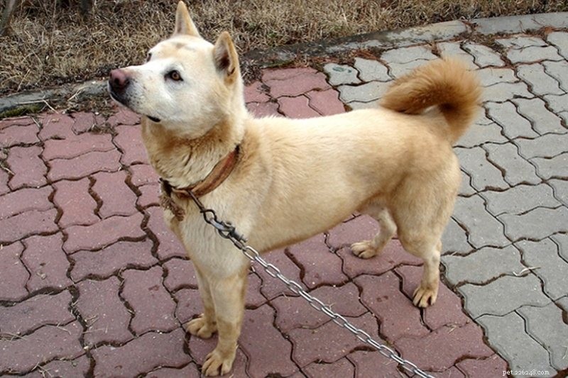 Discover the 15 Most Remarkable Asian Dog Breeds